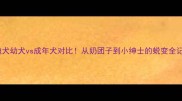 泰迪犬幼犬vs成年犬对比从奶团子到小绅士的蜕变全记录