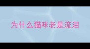 为什么猫咪老是流泪