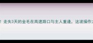全网热搜走失3天的金毛在高速路口与主人重逢这波操作太绝了
