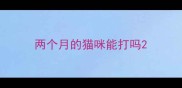 两个月的猫咪能打吗