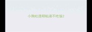 小狗吐透明粘液不吃饭