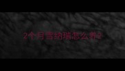 2个月雪纳瑞怎么养