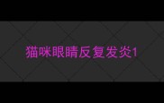 猫咪眼睛反复发炎