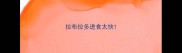 拉布拉多进食太快