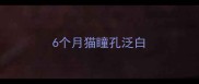 6个月猫瞳孔泛白