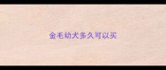 金毛幼犬多久可以买