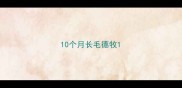 10个月长毛德牧