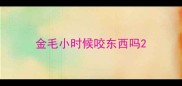金毛小时候咬东西吗