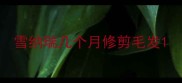 雪纳瑞几个月修剪毛发