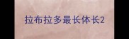 拉布拉多最长体长