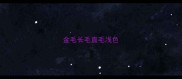 金毛长毛直毛浅色