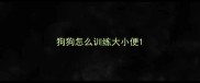 狗狗怎么训练大小便