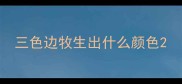 三色边牧生出什么颜色