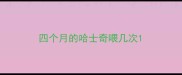 四个月的哈士奇喂几次