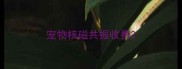 宠物核磁共振收费