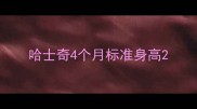 哈士奇4个月标准身高