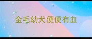 金毛幼犬便便有血