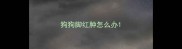狗狗脚红肿怎么办