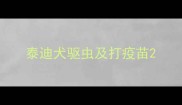 泰迪犬驱虫及打疫苗