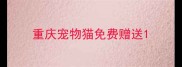 重庆宠物猫免费赠送