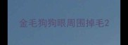 金毛狗狗眼周围掉毛