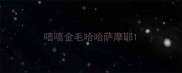 嘻嘻金毛哈哈萨摩耶
