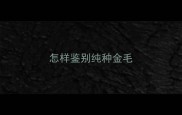 怎样鉴别纯种金毛