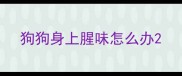 狗狗身上腥味怎么办