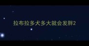 拉布拉多犬多大就会发胖