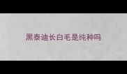 黑泰迪长白毛是纯种吗