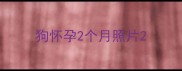 狗怀孕2个月照片