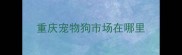 重庆宠物狗市场在哪里