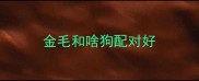 金毛和啥狗配对好