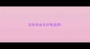 边牧和金毛好难选择