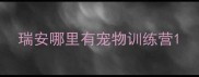 瑞安哪里有宠物训练营