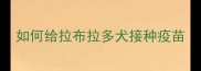 如何给拉布拉多犬接种疫苗