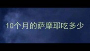10个月的萨摩耶吃多少