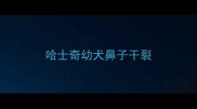 哈士奇幼犬鼻子干裂