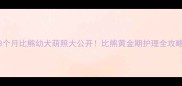 3个月比熊幼犬萌照大公开比熊黄金期护理全攻略