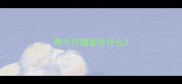 两个月猫能吃什么