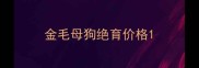金毛母狗绝育价格