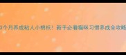 3个月养成粘人小棉袄新手必看猫咪习惯养成全攻略