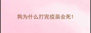 狗为什么打完疫苗会死
