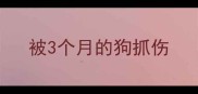被3个月的狗抓伤