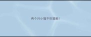 两个月小猫不吃猫粮