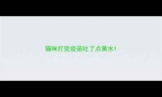 猫咪打完疫苗吐了点黄水