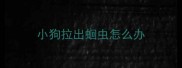 小狗拉出蛔虫怎么办