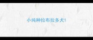 小纯种拉布拉多犬