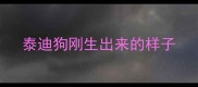 泰迪狗刚生出来的样子