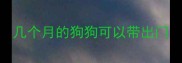 几个月的狗狗可以带出门